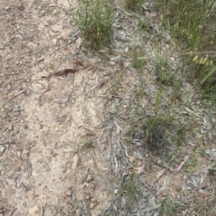 Rytidosperma pallidum at Aranda, ACT - 5 Dec 2022