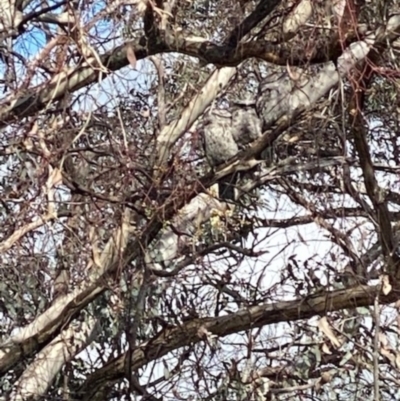 Podargus strigoides (Tawny Frogmouth) at Orange, NSW - 5 Dec 2022 by JeffB