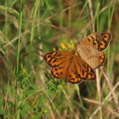 Heteronympha merope (Common Brown Butterfly) at Isaacs Ridge - 4 Dec 2022 by SandraH