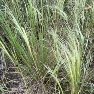 Panicum capillare/hillmanii at Molonglo Valley, ACT - 5 Dec 2022