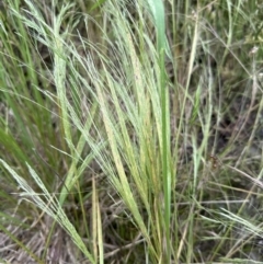 Panicum capillare/hillmanii at Molonglo Valley, ACT - 5 Dec 2022