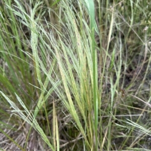 Panicum capillare/hillmanii at Molonglo Valley, ACT - 5 Dec 2022