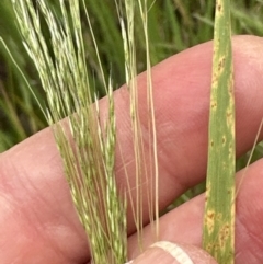 Panicum capillare/hillmanii at Molonglo Valley, ACT - 5 Dec 2022