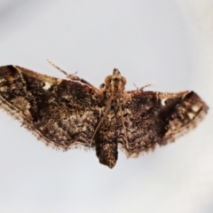 Scenedra decoratalis at Cook, ACT - 26 Nov 2022 04:00 PM