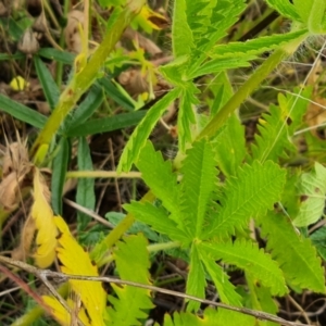 Potentilla recta at Wambrook, NSW - 5 Dec 2022