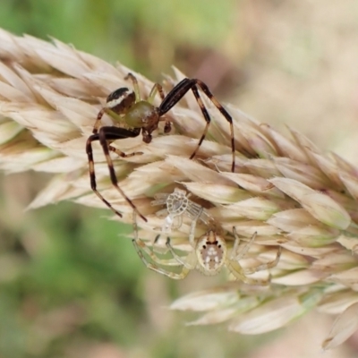 Australomisidia pilula (Lozenge-shaped Flower Spider) at Aranda Bushland - 30 Nov 2022 by CathB