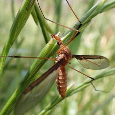 Leptotarsus (Macromastix) costalis (Common Brown Crane Fly) at Cook, ACT - 26 Nov 2022 by CathB