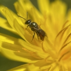 Homalictus niveifrons  at Broulee, NSW - 3 Dec 2022 by PeterA