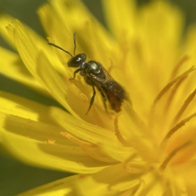 Homalictus niveifrons  at Broulee, NSW - 3 Dec 2022 by PeterA