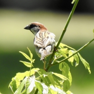 Passer domesticus at Bombala, NSW - 3 Dec 2022 01:07 PM