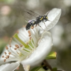Hylaeus (Gnathoprosopoides) bituberculatus (Hylaeine colletid bee) at ANBG - 25 Nov 2022 by PeterA