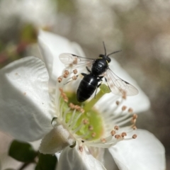 Hylaeus (Gnathoprosopoides) bituberculatus at Acton, ACT - 25 Nov 2022