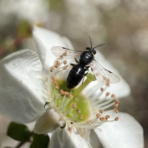 Hylaeus (Gnathoprosopoides) bituberculatus at Acton, ACT - 25 Nov 2022