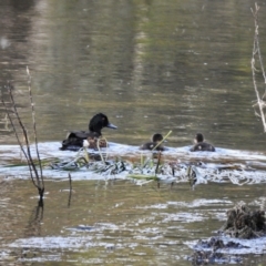 Anas castanea (Chestnut Teal) at Bombala, NSW - 3 Dec 2022 by GlossyGal