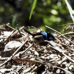 Malurus cyaneus (Superb Fairywren) at Bemboka, NSW - 3 Dec 2022 by GlossyGal