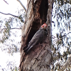 Callocephalon fimbriatum at Cook, ACT - suppressed