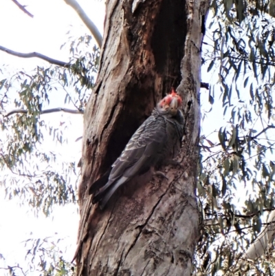 Callocephalon fimbriatum (Gang-gang Cockatoo) at Aranda Bushland - 30 Nov 2022 by CathB