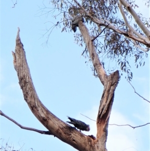 Callocephalon fimbriatum at Cook, ACT - suppressed