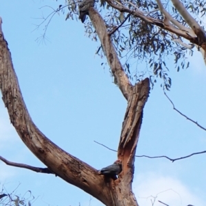 Callocephalon fimbriatum at Cook, ACT - suppressed