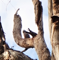 Callocephalon fimbriatum at Cook, ACT - suppressed