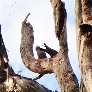 Callocephalon fimbriatum at Cook, ACT - suppressed