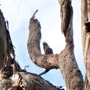 Callocephalon fimbriatum at Cook, ACT - suppressed