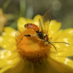 Ichneumonidae (family) (Unidentified ichneumon wasp) at Acton, ACT - 24 Nov 2022 by PeterA