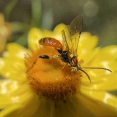 Ichneumonidae (family) (Unidentified ichneumon wasp) at ANBG - 23 Nov 2022 by PeterA