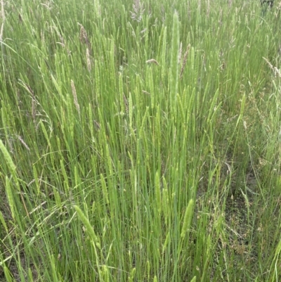 Deyeuxia quadriseta (Reed Bent) at Throsby, ACT - 5 Dec 2022 by mcosgrove