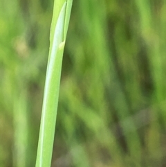 Deyeuxia quadriseta at Throsby, ACT - 5 Dec 2022