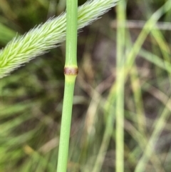 Deyeuxia quadriseta at Throsby, ACT - 5 Dec 2022