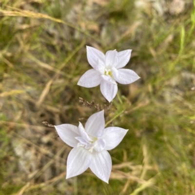 Wahlenbergia sp. (Bluebell) at Throsby, ACT - 5 Dec 2022 by mcosgrove