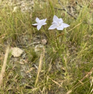 Wahlenbergia sp. at Throsby, ACT - 5 Dec 2022