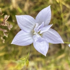 Wahlenbergia sp. at Throsby, ACT - 5 Dec 2022