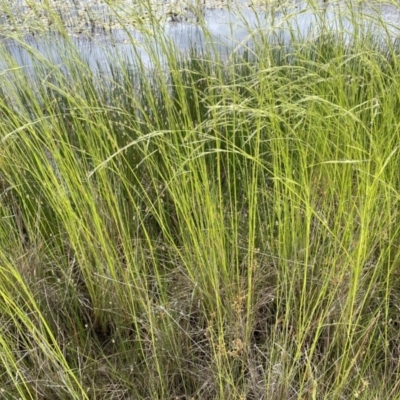 Amphibromus nervosus (Common Swamp Wallaby-grass) at Nicholls, ACT - 1 Dec 2022 by mcosgrove