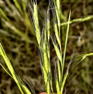 Amphibromus nervosus at Nicholls, ACT - 1 Dec 2022