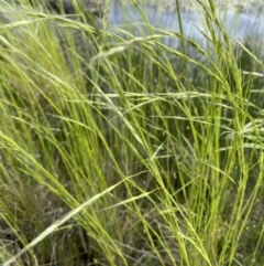 Amphibromus nervosus at Nicholls, ACT - 1 Dec 2022