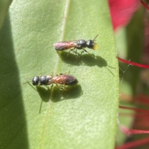 Hylaeus (Edriohylaeus) ofarrelli at Yarralumla, ACT - 29 Nov 2022