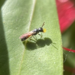 Hylaeus (Edriohylaeus) ofarrelli at Yarralumla, ACT - 29 Nov 2022 02:56 PM