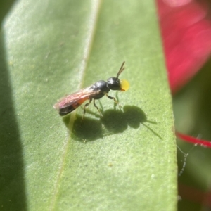 Hylaeus (Edriohylaeus) ofarrelli at Yarralumla, ACT - 29 Nov 2022 02:56 PM