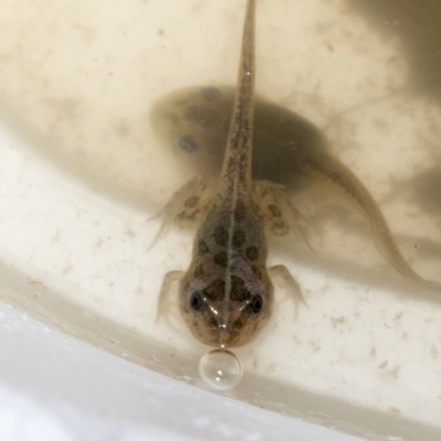 Limnodynastes tasmaniensis (Spotted Grass Frog) at Pialligo, ACT - 5 Dec 2022 by AlisonMilton