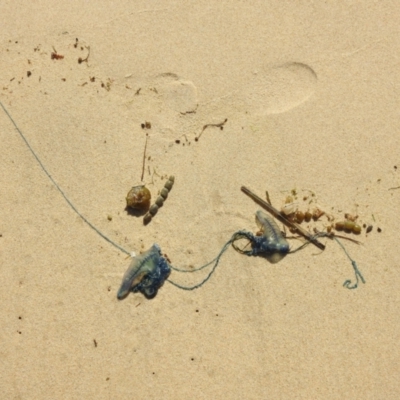 Physalia physalis (Bluebottle) at Narooma, NSW - 4 Dec 2022 by GlossyGal