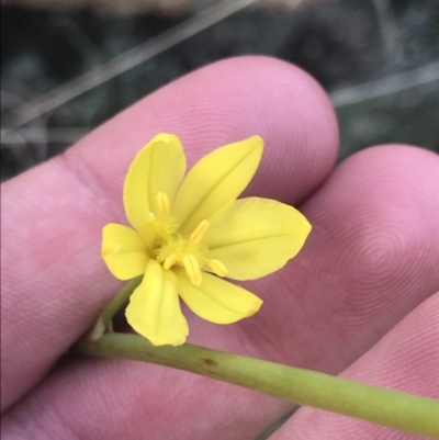 Bulbine glauca (Rock Lily) at Yaouk, NSW - 18 Nov 2022 by Tapirlord