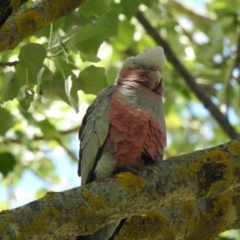 Eolophus roseicapilla (Galah) at Bombala, NSW - 3 Dec 2022 by GlossyGal