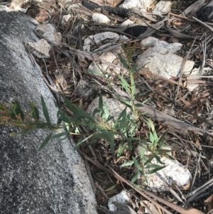 Daviesia mimosoides subsp. mimosoides at Yaouk, NSW - 19 Nov 2022