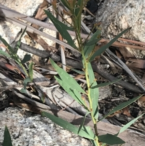 Daviesia mimosoides subsp. mimosoides at Yaouk, NSW - 19 Nov 2022