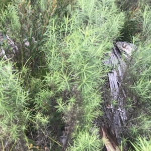 Cassinia longifolia at Yaouk, NSW - 19 Nov 2022