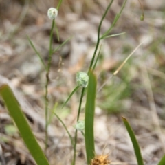 Wahlenbergia sp. at Cooma, NSW - 5 Dec 2022