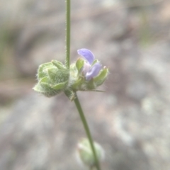 Wahlenbergia sp. at Cooma, NSW - 5 Dec 2022