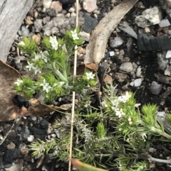 Asperula scoparia (Prickly Woodruff) at Yaouk, NSW - 18 Nov 2022 by Tapirlord